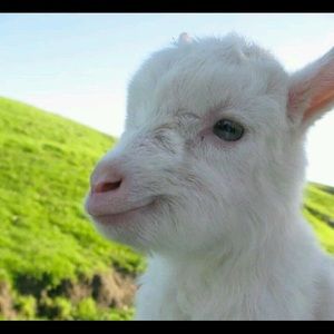 Meet your Posher, Angelina